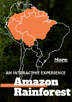 The Amazon rainforest is a global hot spot of life and biodiversity. Spanning eight countries, Brazil, Bolivia, Peru, Ecuador, Colombia, Venezuela, Guyana, Suriname, and French Guiana, this forest is home to roughly 10% of known species on Earth. Scroll through the interactive rainforest experience and explore 50 species of the Amazon.